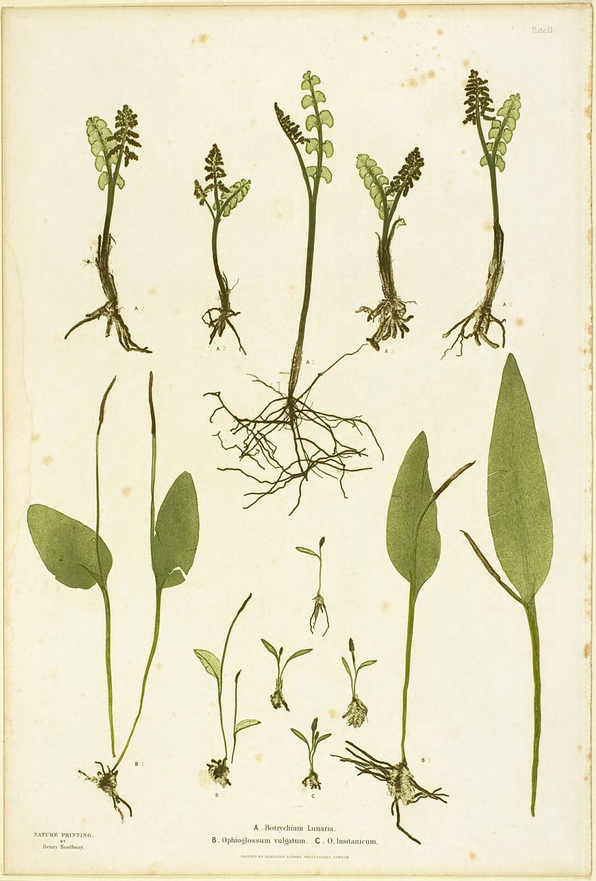 Nature Print of Moonwort and Adder