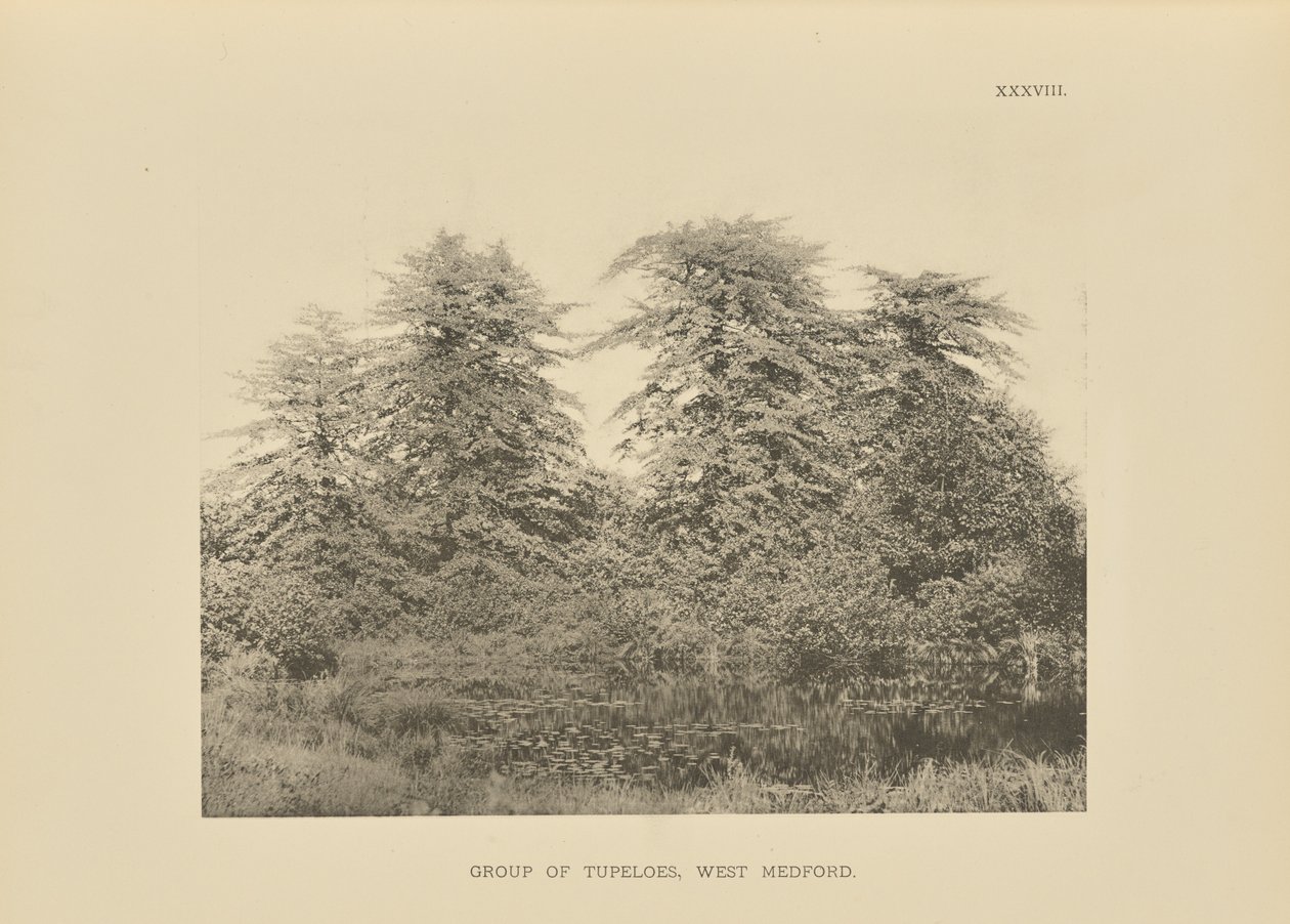 Grupa Tupeloes, West Medford autorstwa Henry Brooks