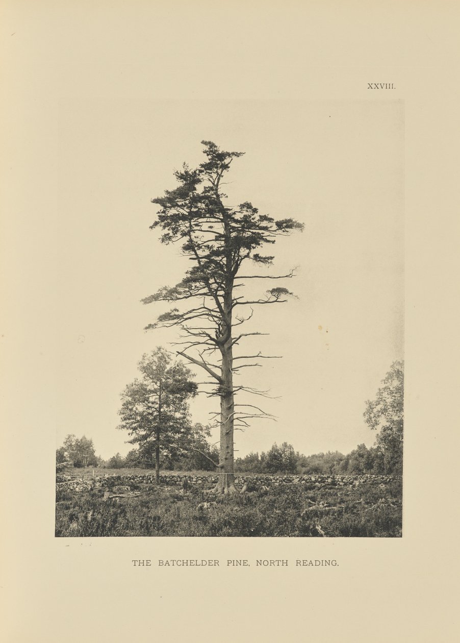 The Batchelder Pine, North Reading autorstwa Henry Brooks