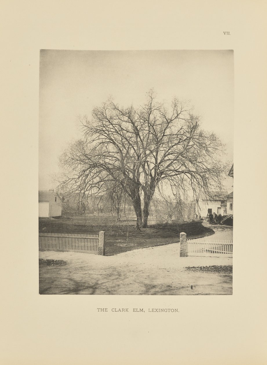 The Clark Elm, Lexington autorstwa Henry Brooks