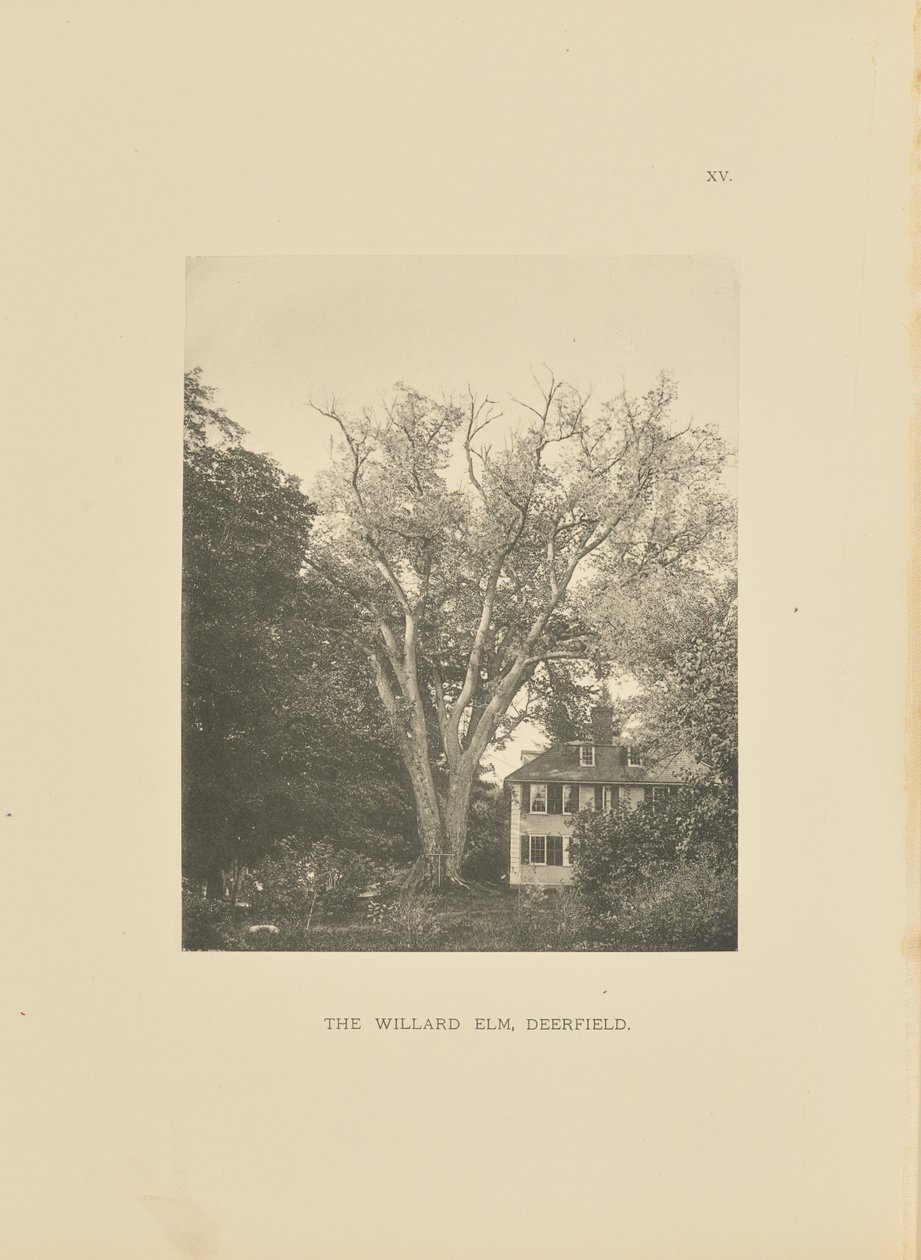The Willard Elm, Deerfield autorstwa Henry Brooks