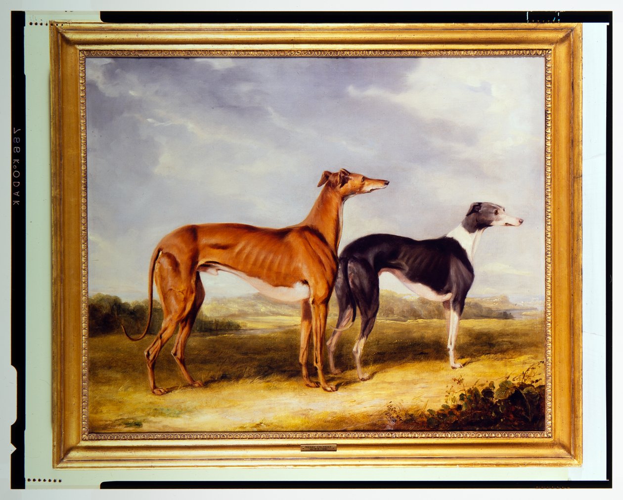 Dwa psy rasy Greyhound, własność dr Edmunda Taylora z Booth Hall autorstwa Henry Calvert