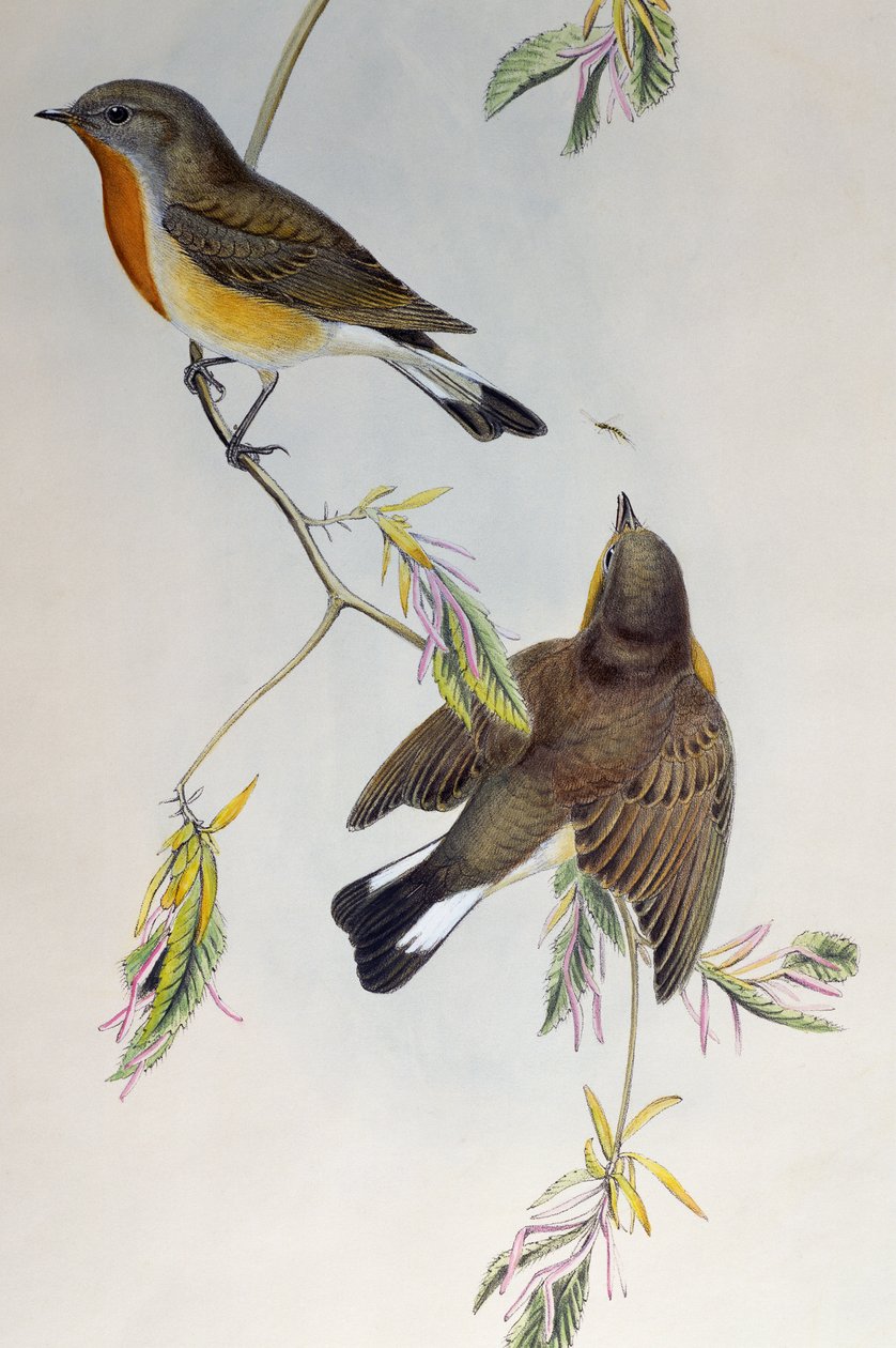 Muchołówka mała (Ficedula parva), z Birds of Great Britain autorstwa Henry Constantine Richter