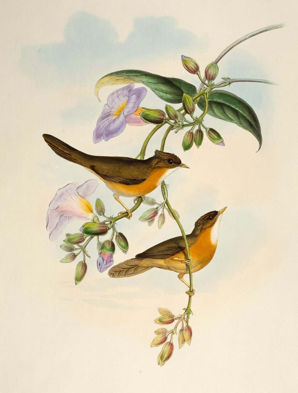 Babbler płowobrzuchy (Dumetia hyperythra), litografia z Birds of Asia autorstwa Henry Constantine Richter