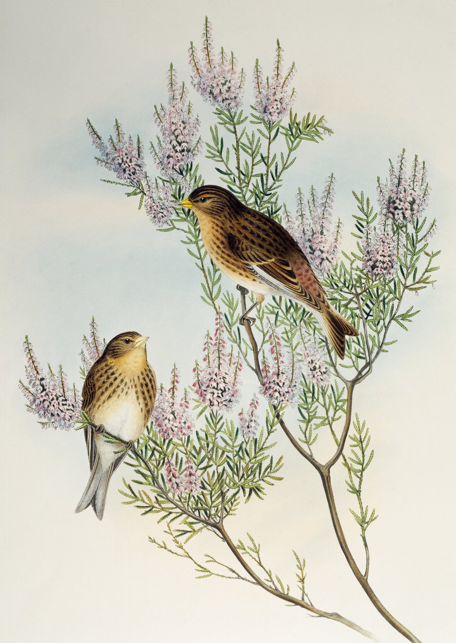 Twite (Carduelis flavirostris), z Birds of Great Britain autorstwa Henry Constantine Richter