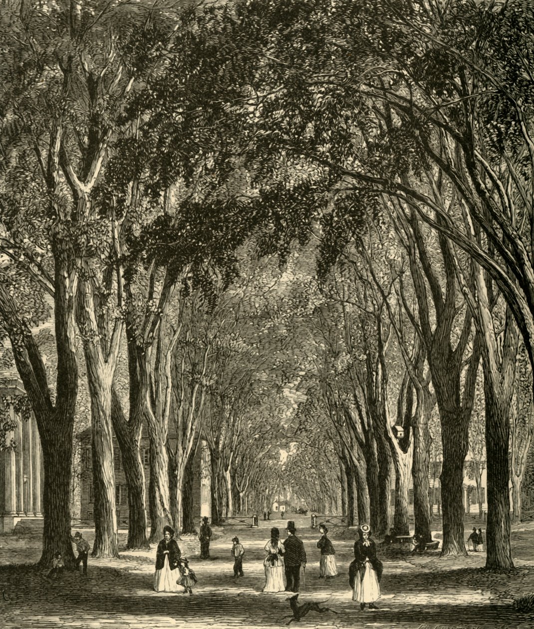 „Wiązy New Haven”, 1874. autorstwa Henry Duff Linton