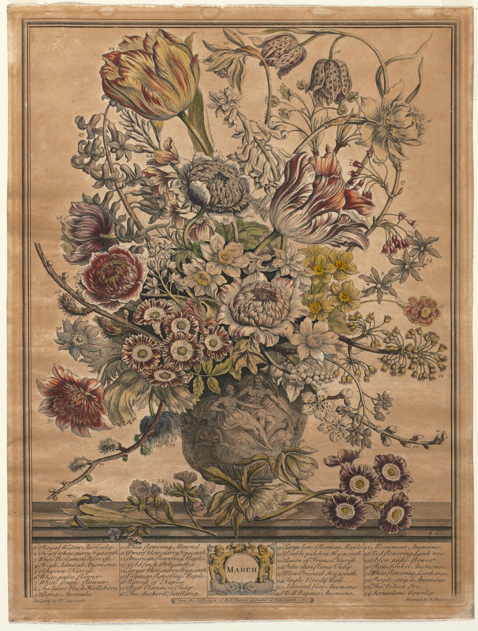Dwanaście miesięcy kwiatów: marzec 1730. autorstwa Henry Fletcher
