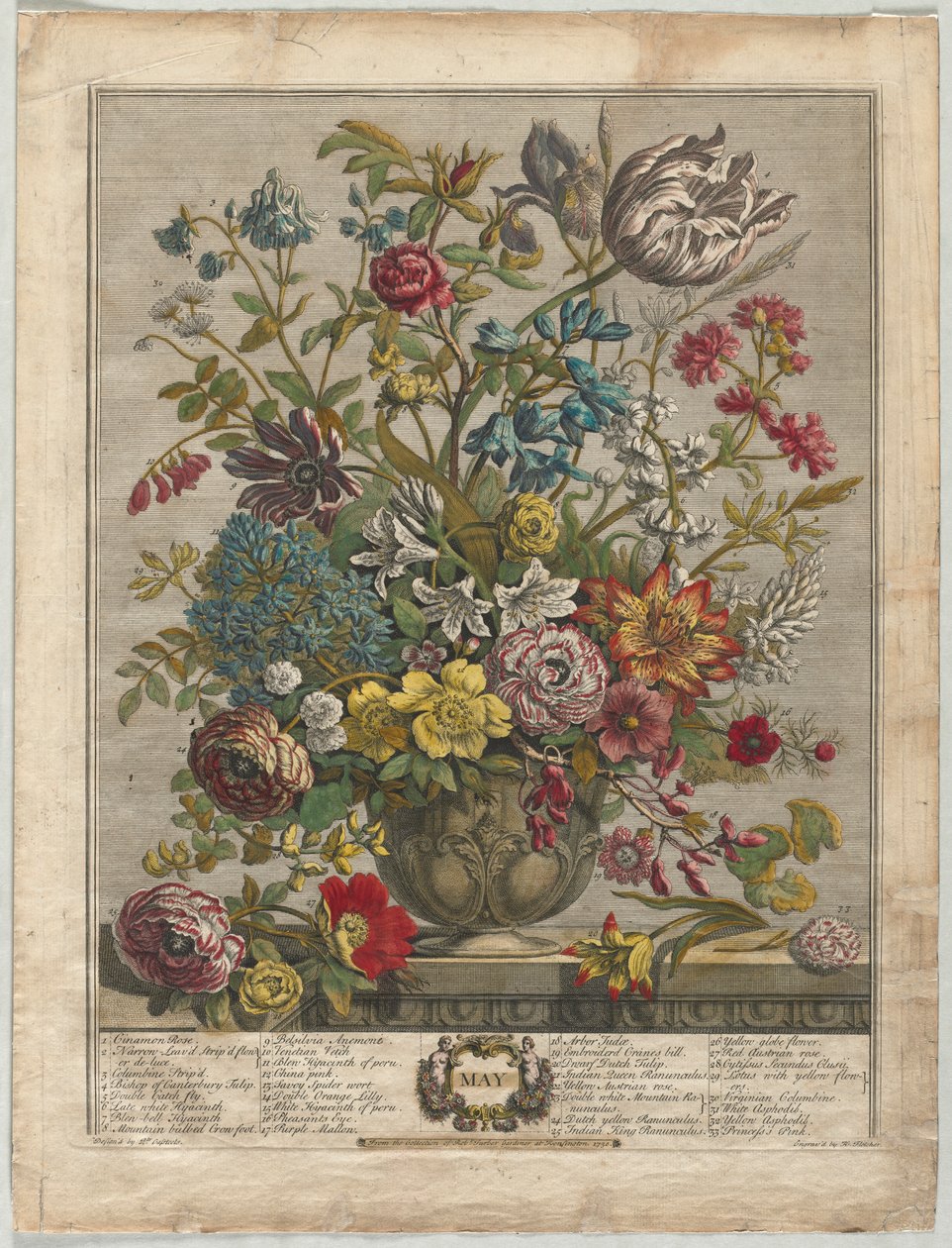 Dwanaście miesięcy kwiatów: maj 1730. autorstwa Henry Fletcher