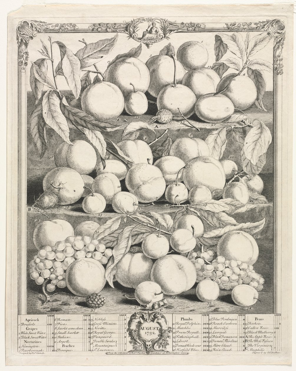 Dwanaście miesięcy owocowania: sierpień 1732. autorstwa Henry Fletcher