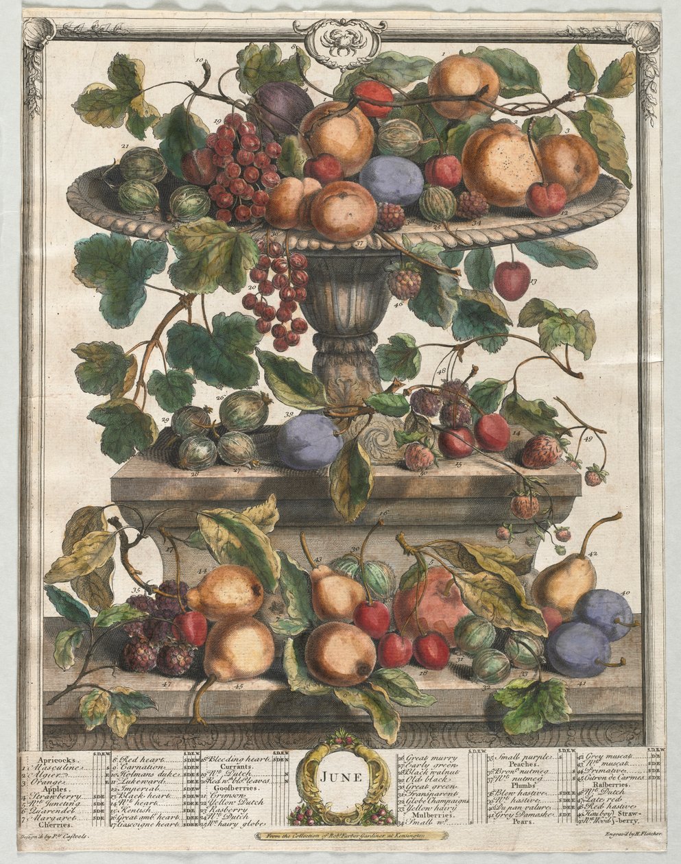 Dwanaście miesięcy owocowania: czerwiec 1732. autorstwa Henry Fletcher