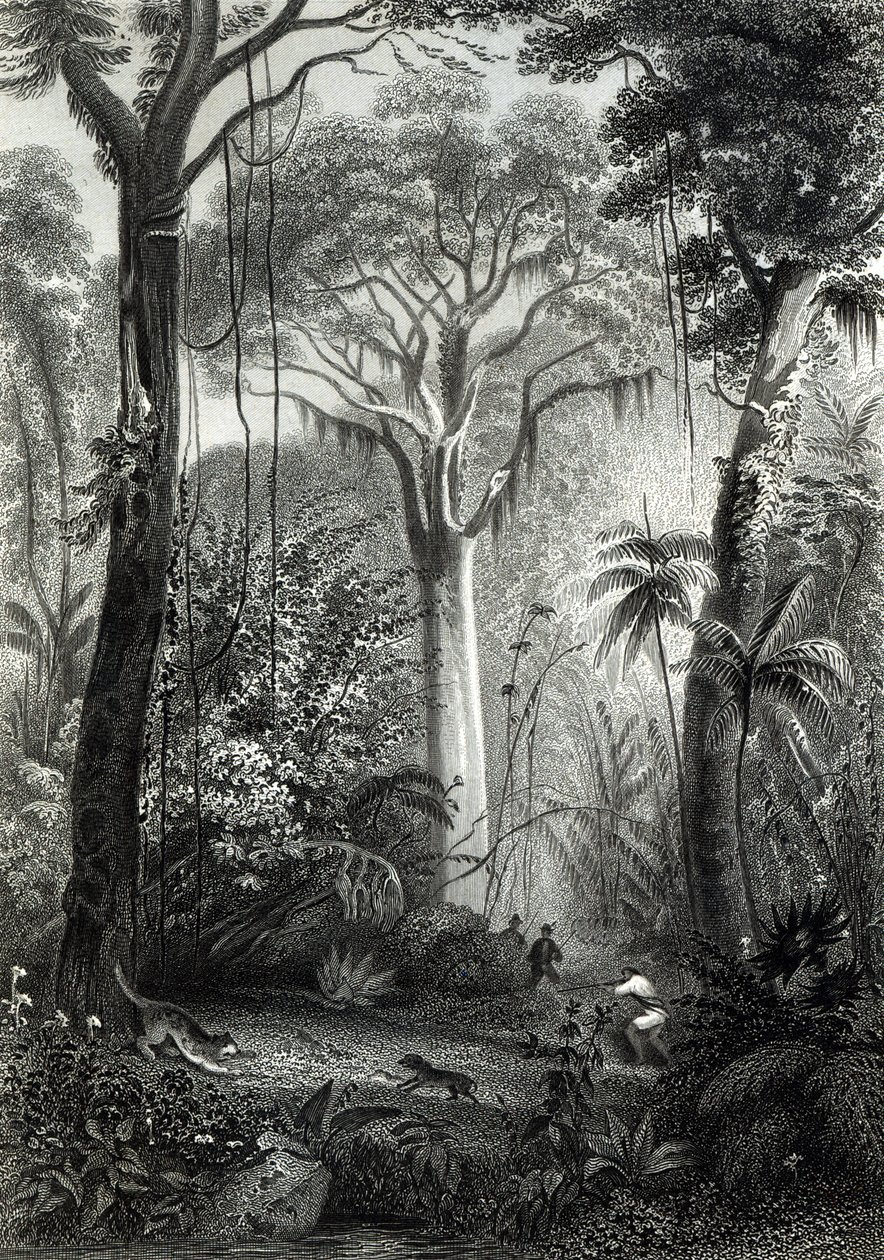 Scena w brazylijskim lesie rytowana przez J.Bishop autorstwa Henry George Hine