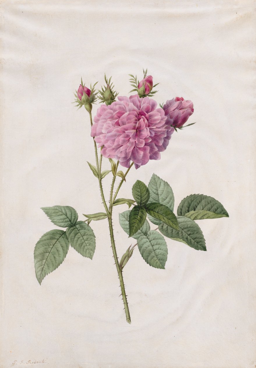 Róża Agatha (Rosa Gallica Agatha) autorstwa Henry Joseph Redouté