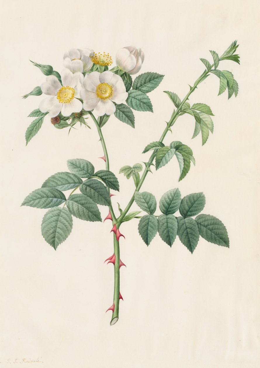 Brier Bush Rose lub Dog Rose (Rosa Leucantha) autorstwa Henry Joseph Redouté