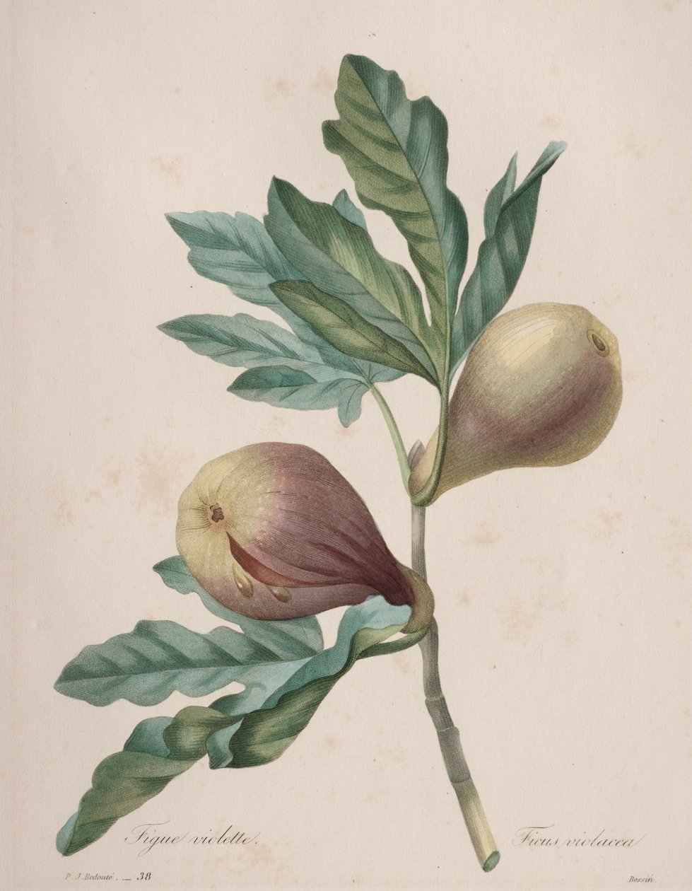 Wybór najpiękniejszych kwiatów...najpiękniejszych owoców: Violet Fig autorstwa Henry Joseph Redouté