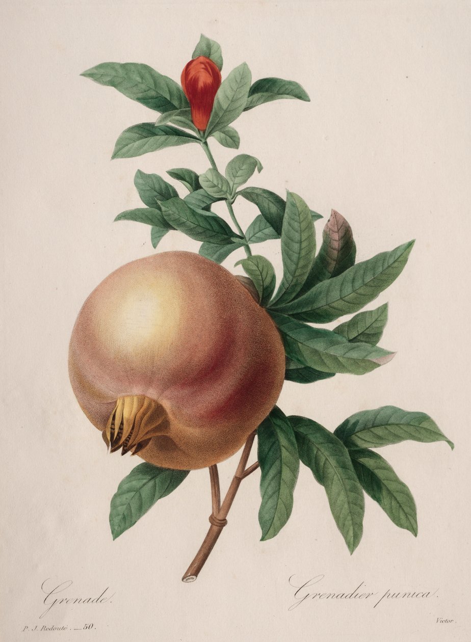 Wybór najpiękniejszych kwiatów...najpiękniejszych owoców: Granat autorstwa Henry Joseph Redouté