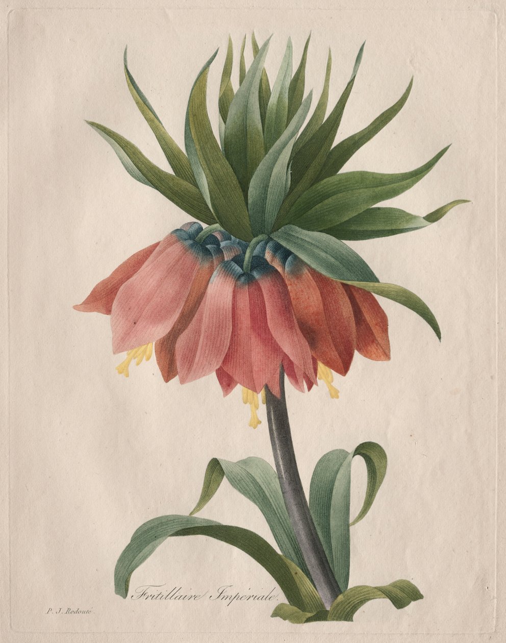 Korona Cesarska Fritillary autorstwa Henry Joseph Redouté