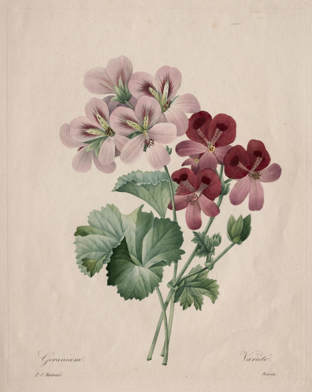 Pelargonia autorstwa Henry Joseph Redouté