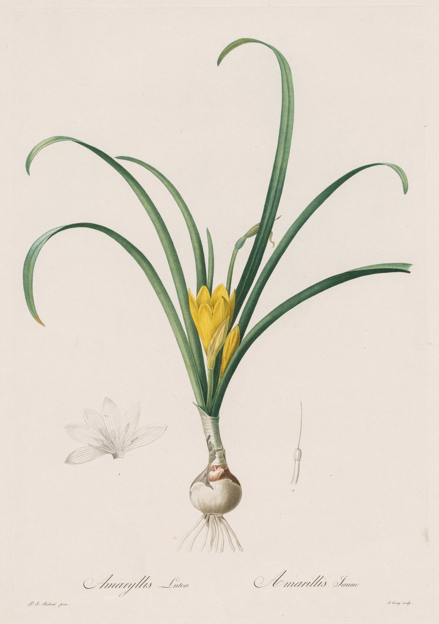 Liliaceae: Amarylis Lutes autorstwa Henry Joseph Redouté