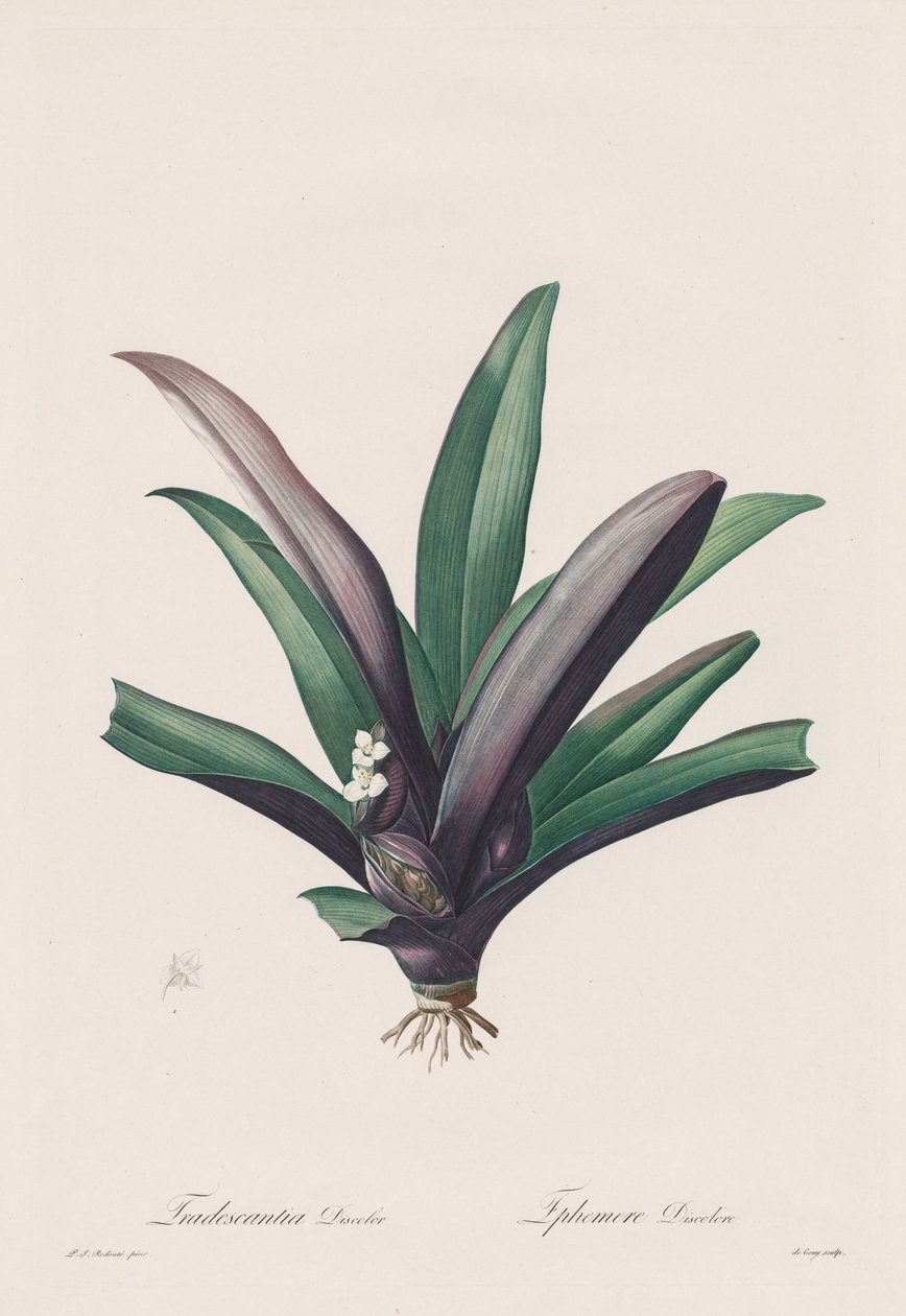 Les Liliacées: Odbarwienie Tradescantia autorstwa Henry Joseph Redouté