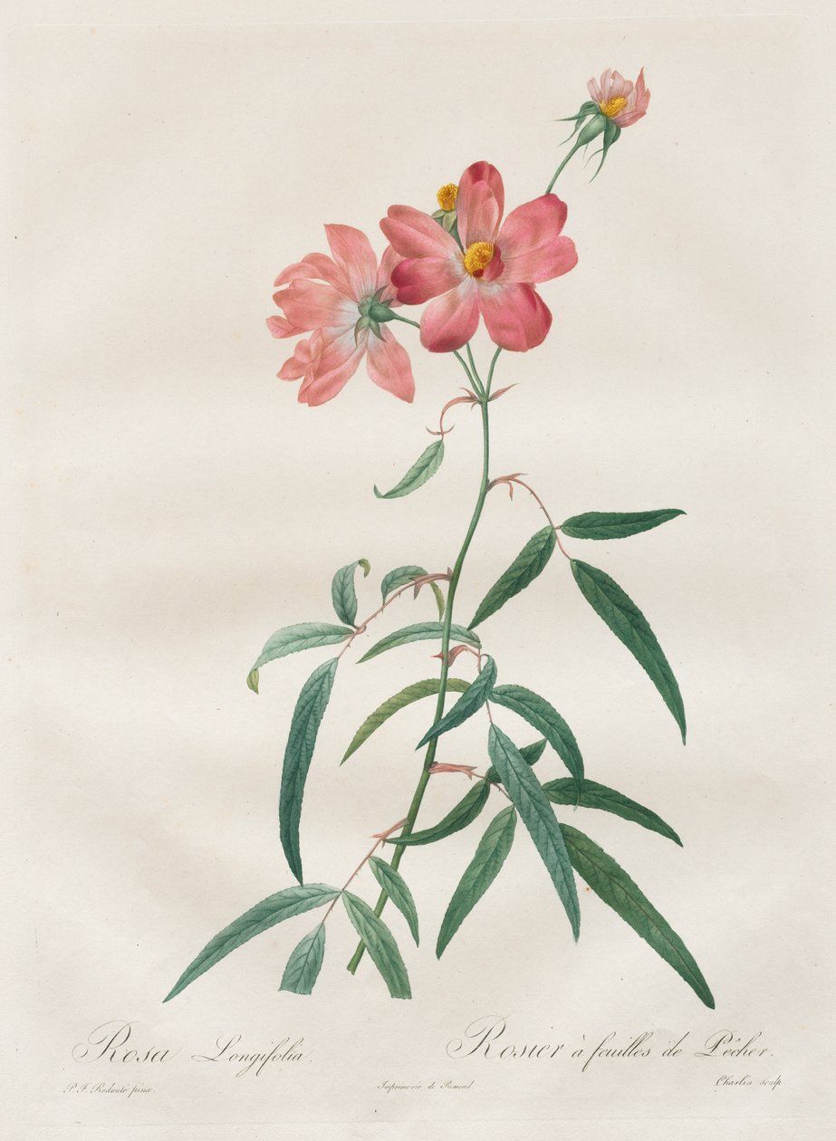 Róże: Rosa Longifolia autorstwa Henry Joseph Redouté