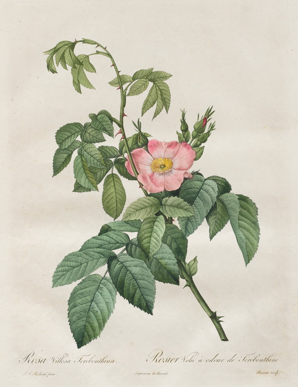 Les Roses: Różana terpentyna Villosa autorstwa Henry Joseph Redouté