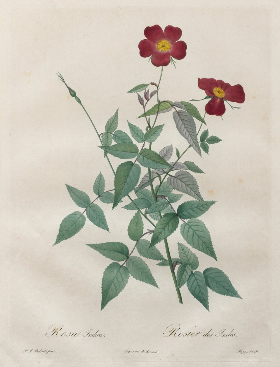 Róże: Rosa indica autorstwa Henry Joseph Redouté