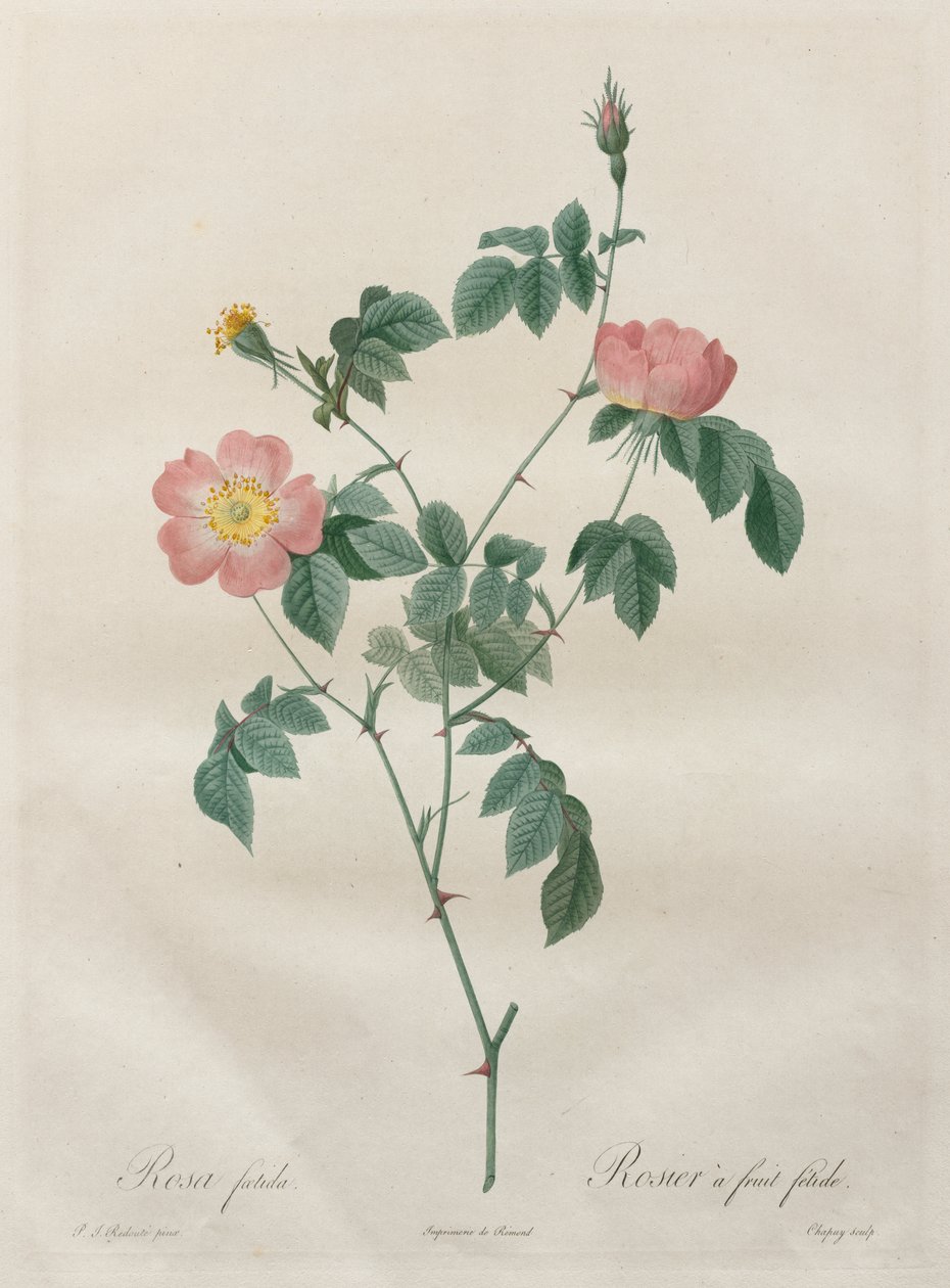 Róże: Rosa indica autorstwa Henry Joseph Redouté
