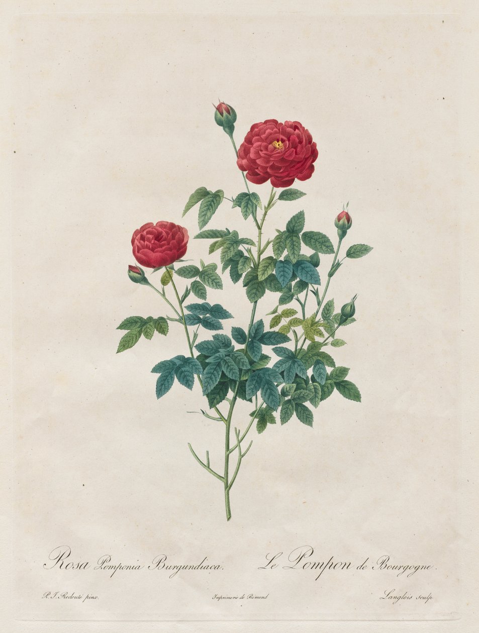 Różowy pompon autorstwa Henry Joseph Redouté