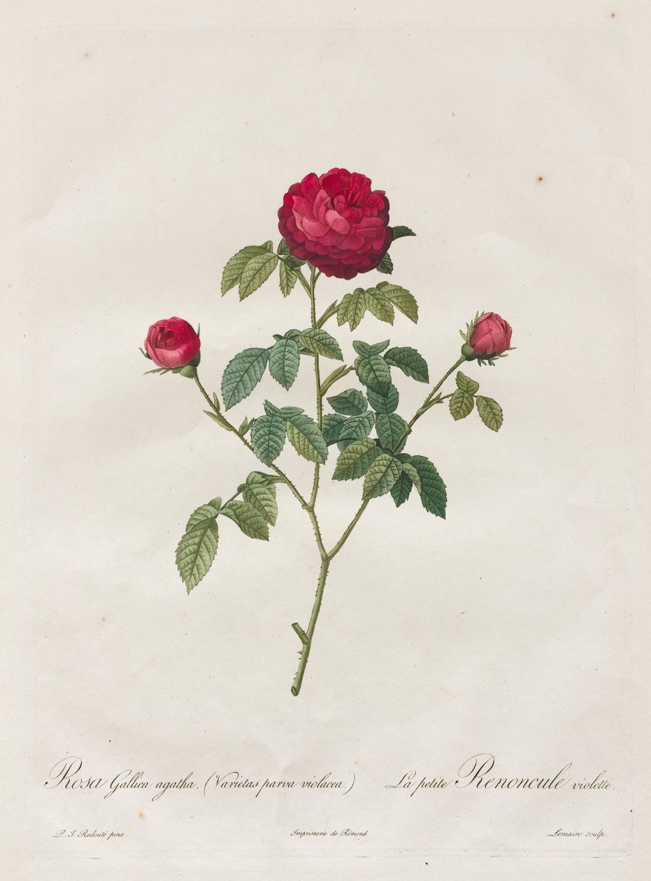 Prowansja lub francuska róża autorstwa Henry Joseph Redouté