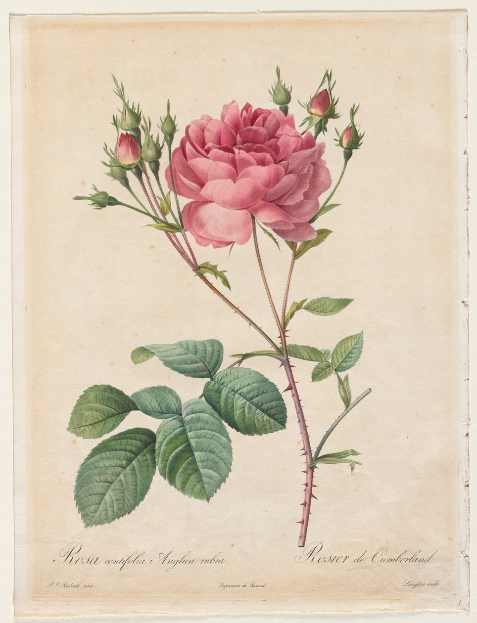 Rosa Centifolia Anglica Rubra autorstwa Henry Joseph Redouté