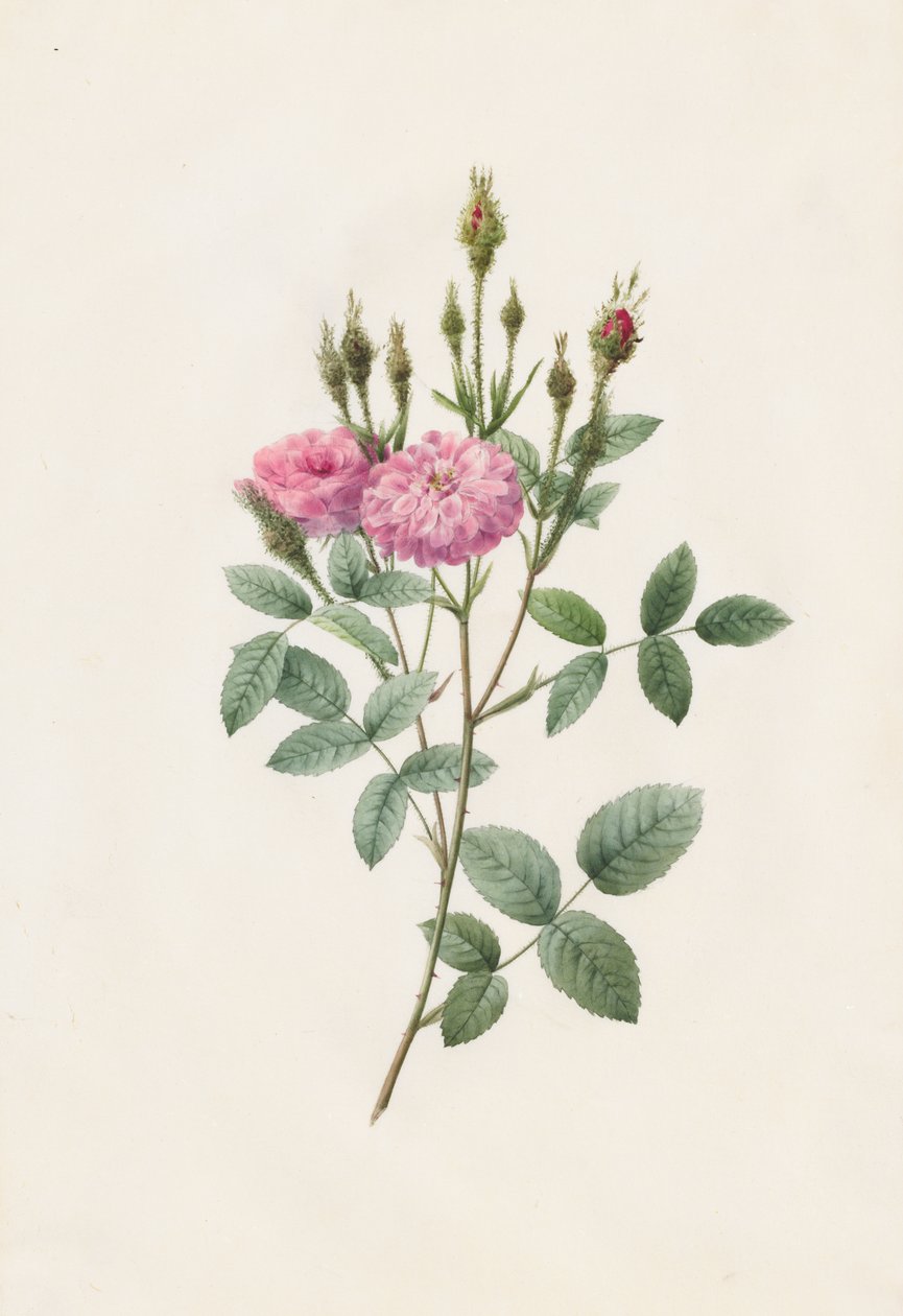 Rosa Pomponana Muscosa autorstwa Henry Joseph Redouté