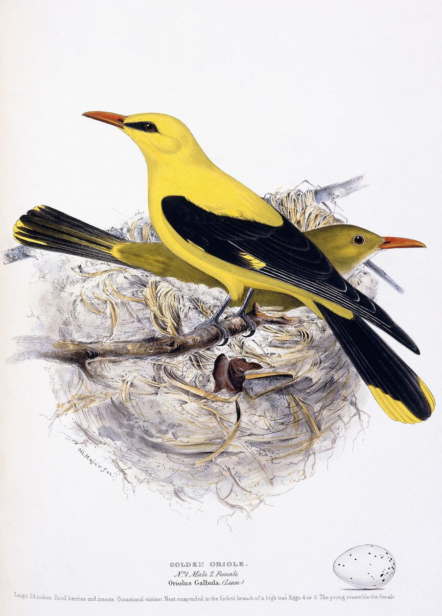 Złota Wilga, 1835 autorstwa Henry Leonard Meyer