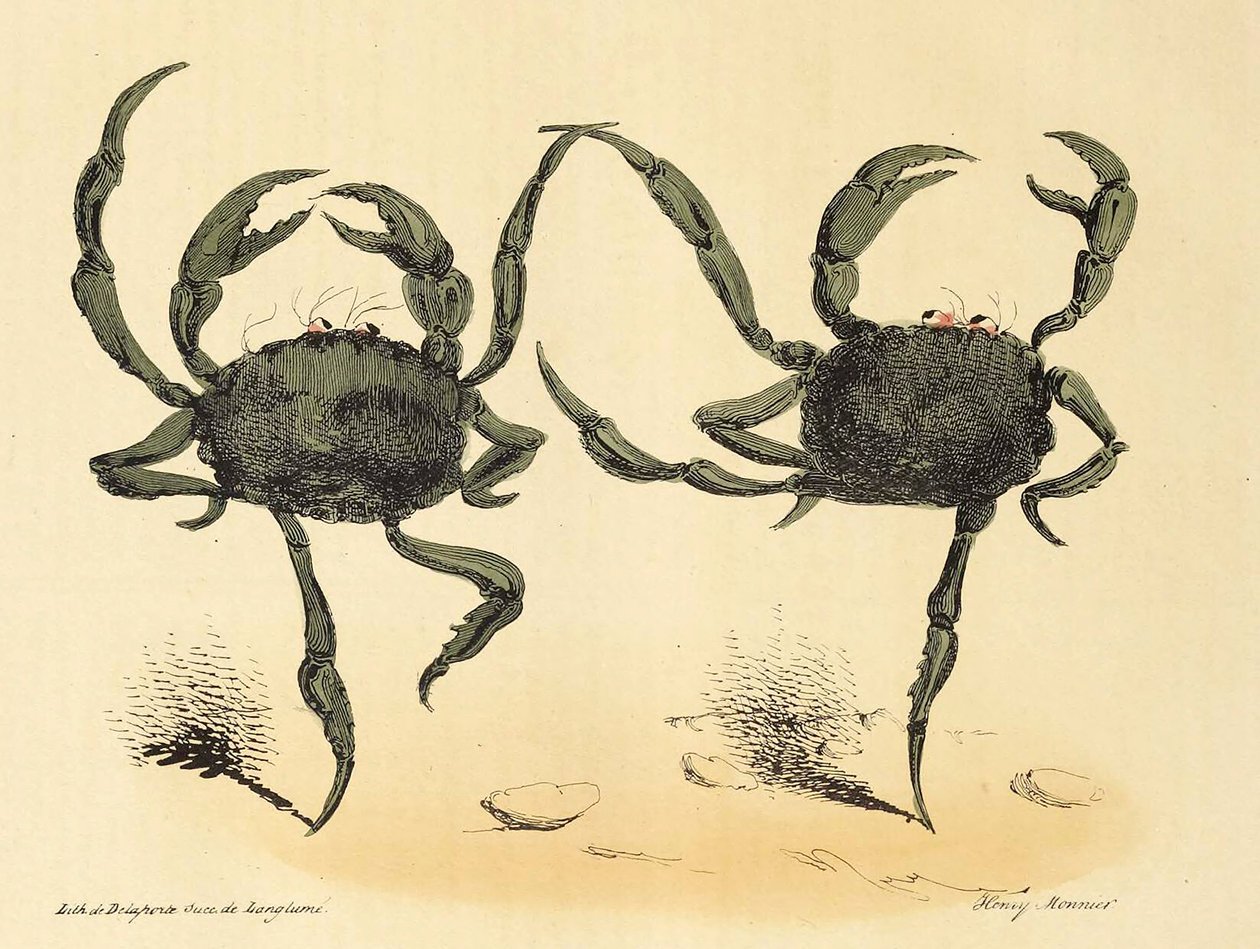 Fantastyczny taniec z La Caricature, wyd. 1831 litografia, 1831. autorstwa Henry Monnier