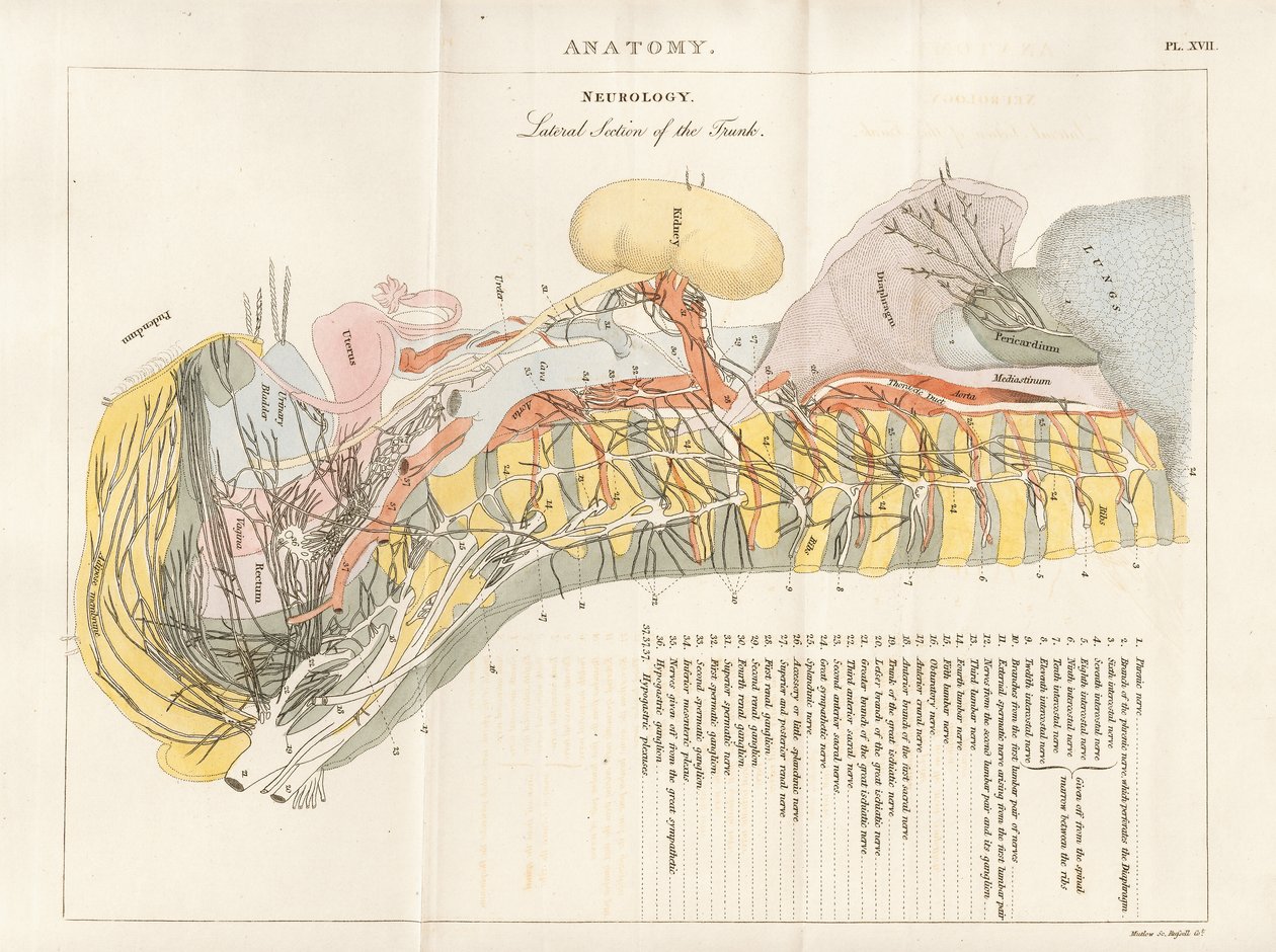  autorstwa Henry Mutlow