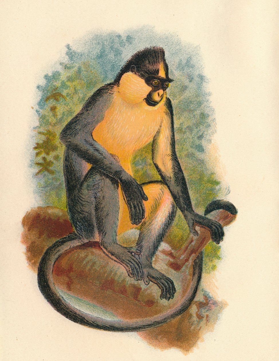 Everetts Langur, 1897 autorstwa Henry Ogg Forbes