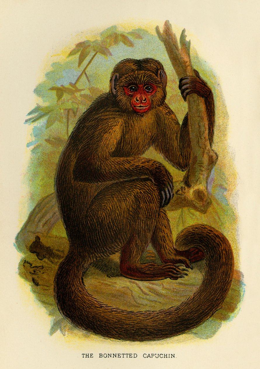 Kapucyn w czapce, 1896 autorstwa Henry Ogg Forbes
