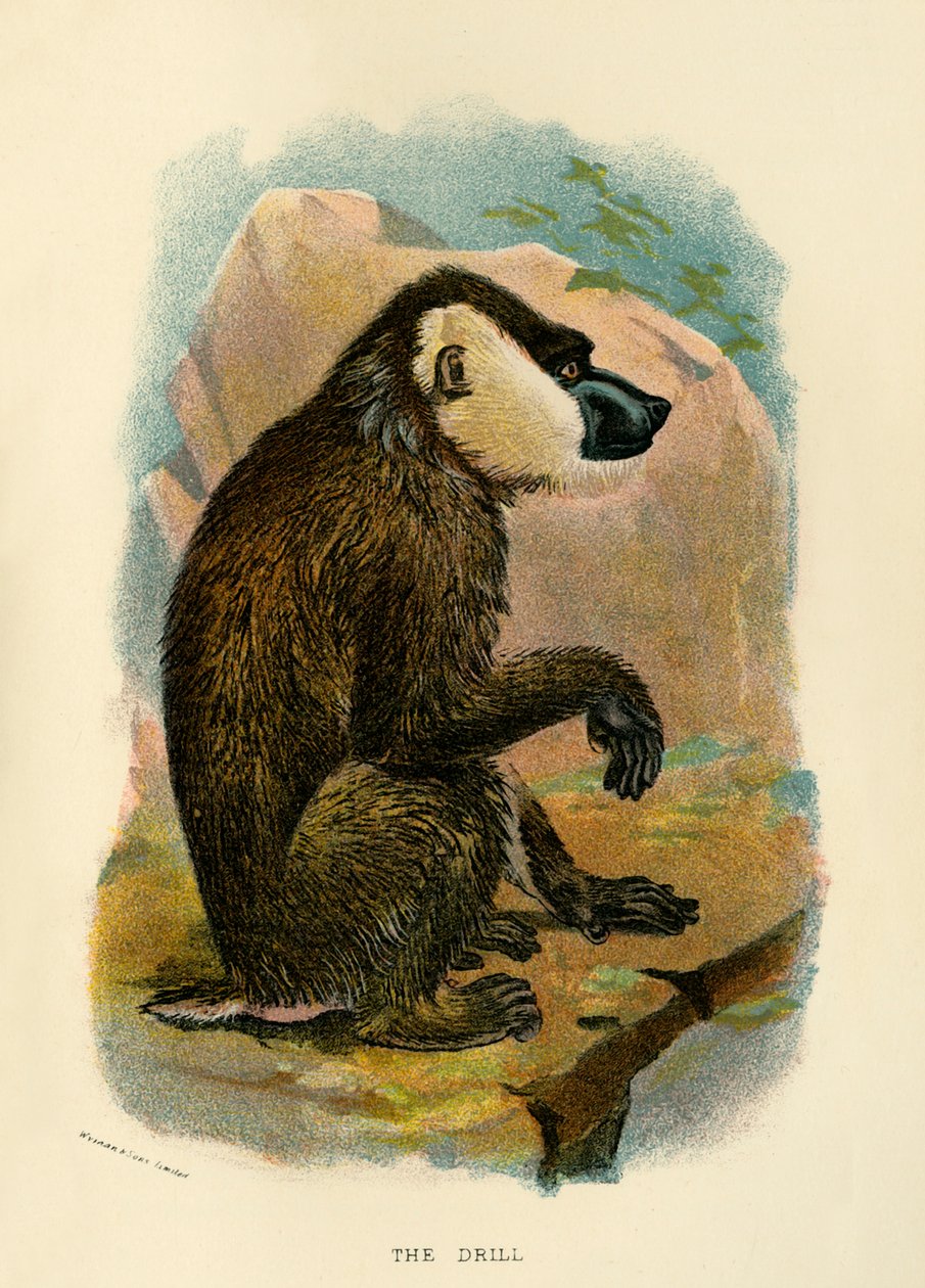 Wiertło, 1896 autorstwa Henry Ogg Forbes
