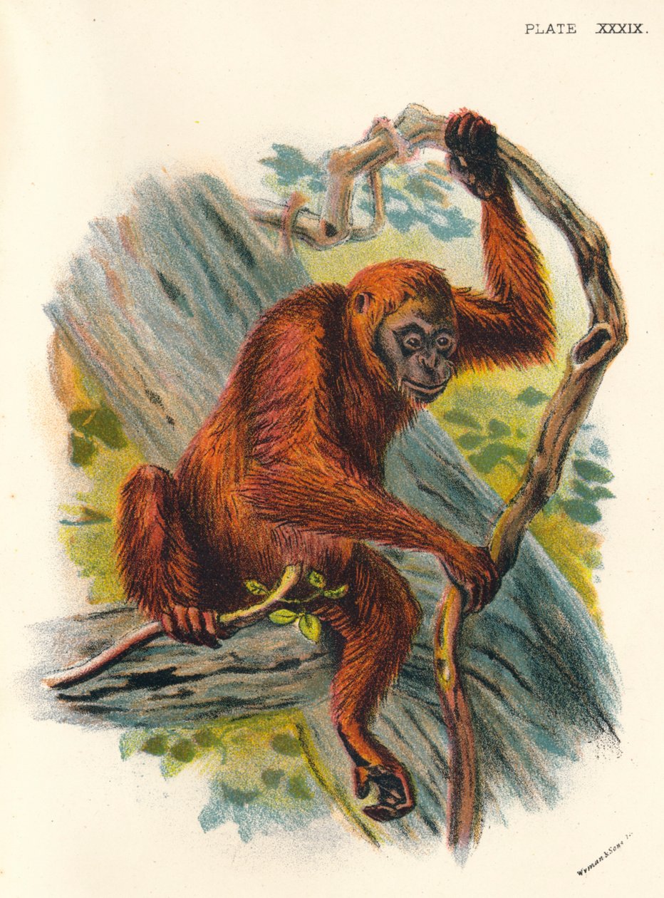 Orangutan, 1897 autorstwa Henry Ogg Forbes