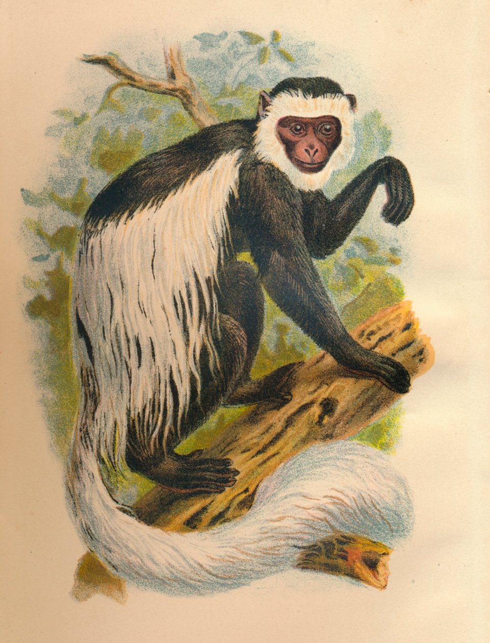 Guereza z białym ogonem, 1897 autorstwa Henry Ogg Forbes