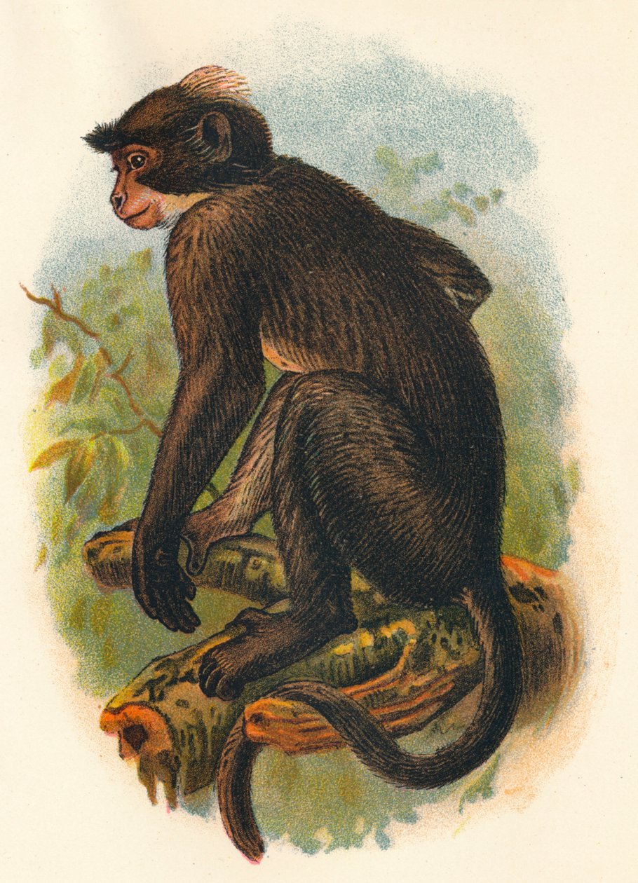 Biała Korona Mangabey, 1897 autorstwa Henry Ogg Forbes
