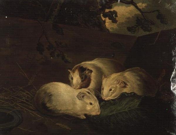 Prymitywne badanie świnek morskich autorstwa Henry Penry Williams
