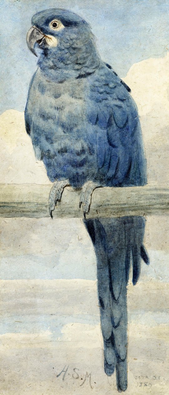Hiacyntowa Ara, 1889 autorstwa Henry Stacey Marks