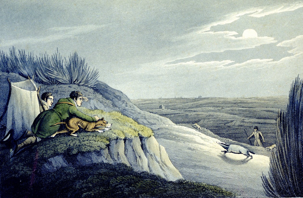 Badger Catching z National Sports of Great Britain, grawerowane przez J.H. Clarke autorstwa Henry Thomas (after) Alken