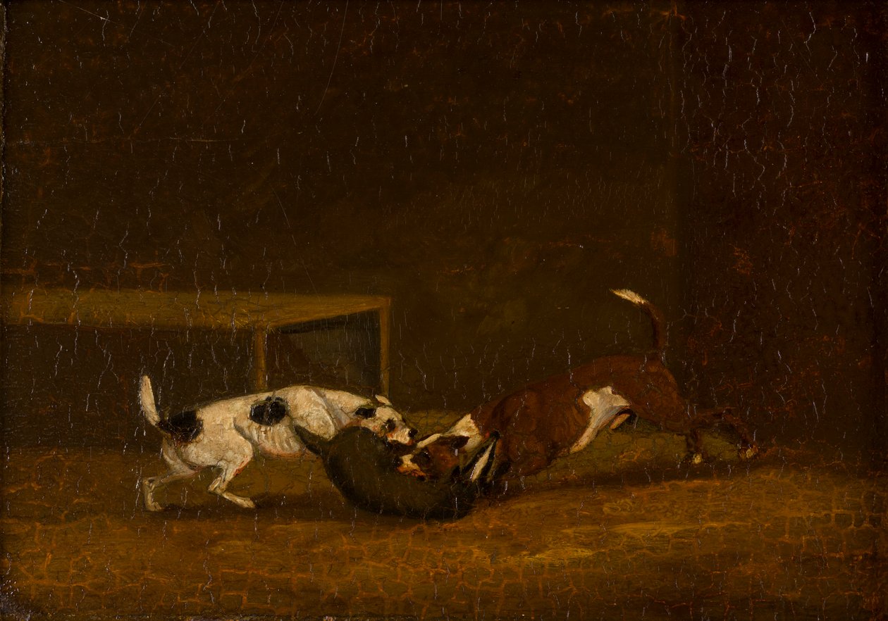 Dwa teriery Badger Baiting, ok. 1805-51 (olej na panelu) autorstwa Henry Thomas (follower of) Alken