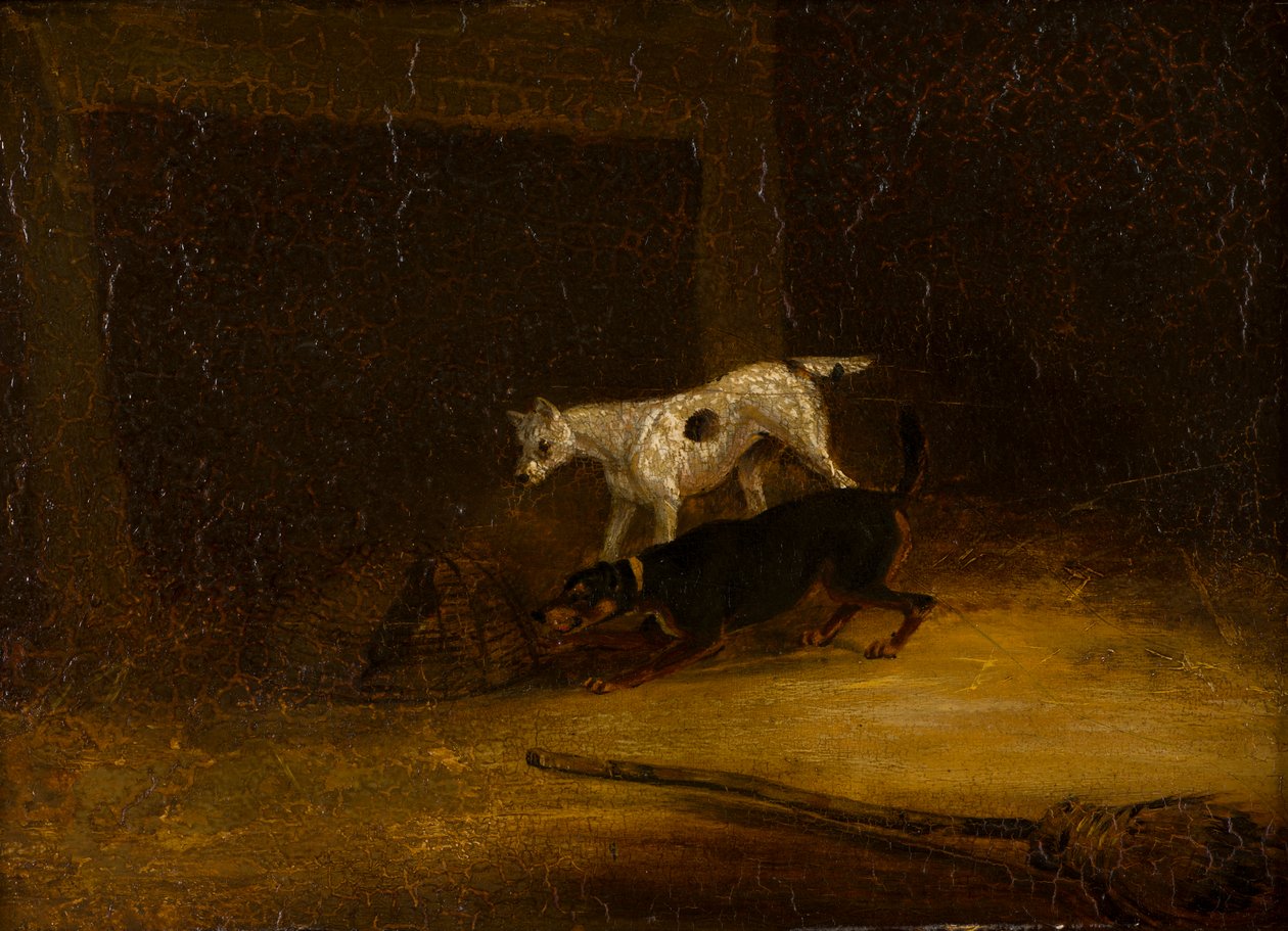 Dwa teriery próbujące złapać szczura w pułapce, ok. 1805-51 (olej na panelu) autorstwa Henry Thomas (follower of) Alken