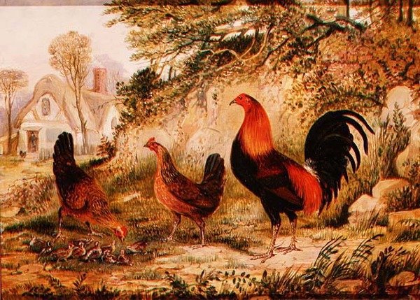 Kogucik, Kury i Pisklęta autorstwa Henry Thomas Alken