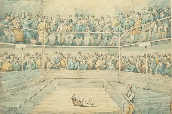 Walka psów w Westminster Pitt autorstwa Henry Thomas Alken