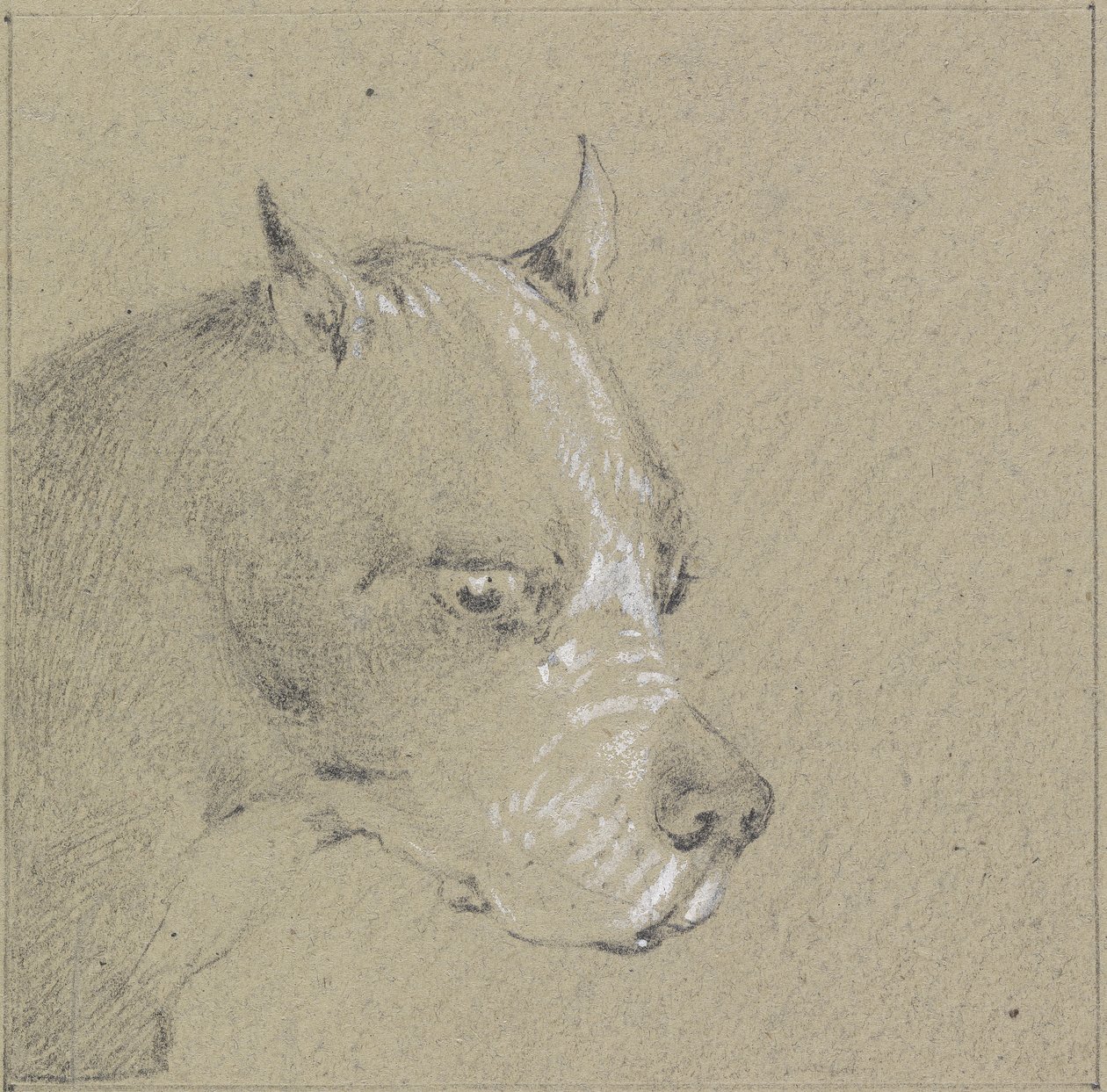 Głowa i ramiona psa boksera (grafit podwyższony bielą na papierze) autorstwa Henry Thomas Alken