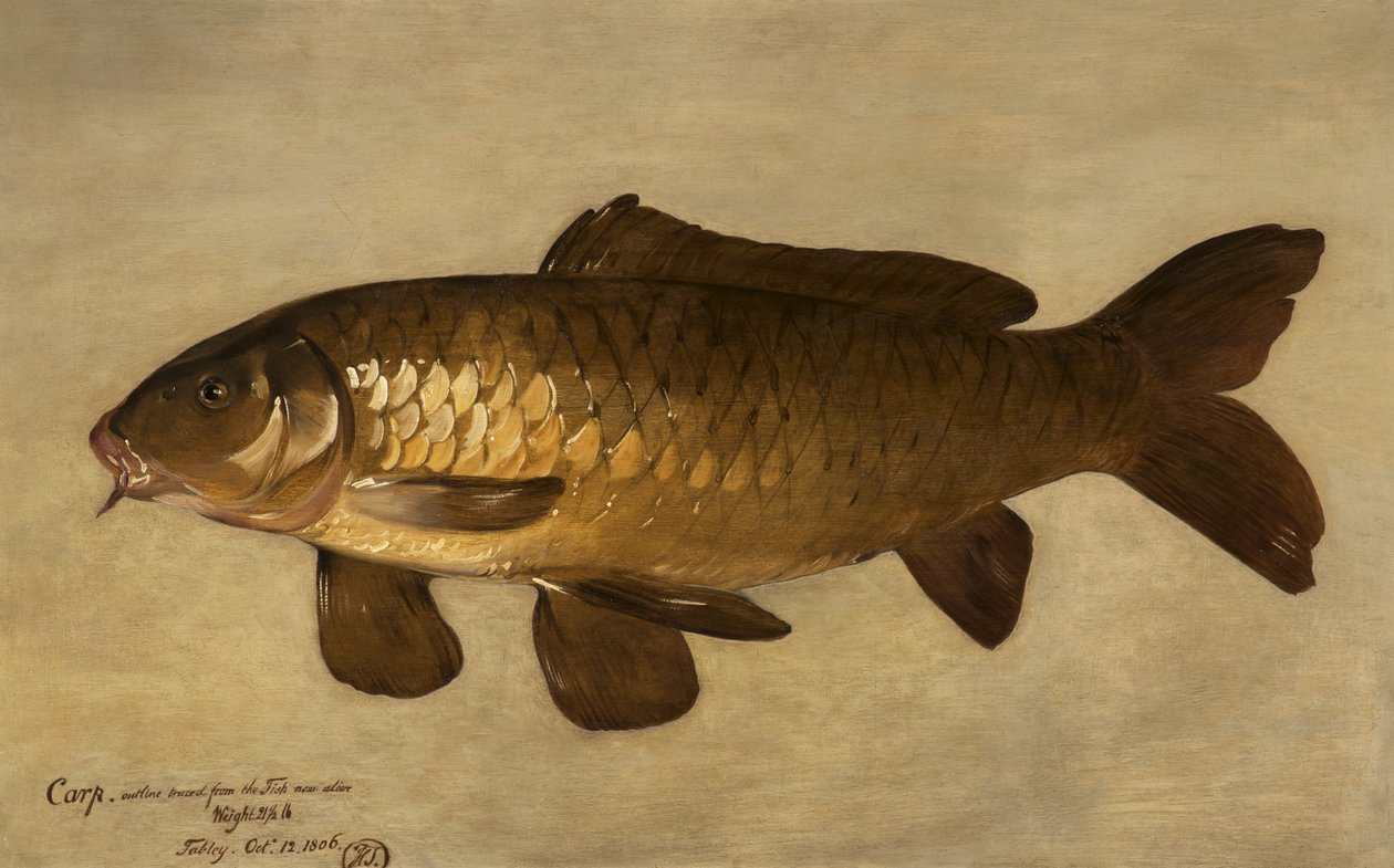 Karp, 1806 autorstwa Henry Thomson