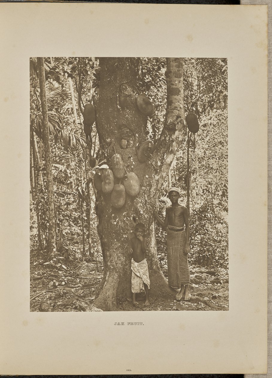Jak Fruit autorstwa Henry W. Cave
